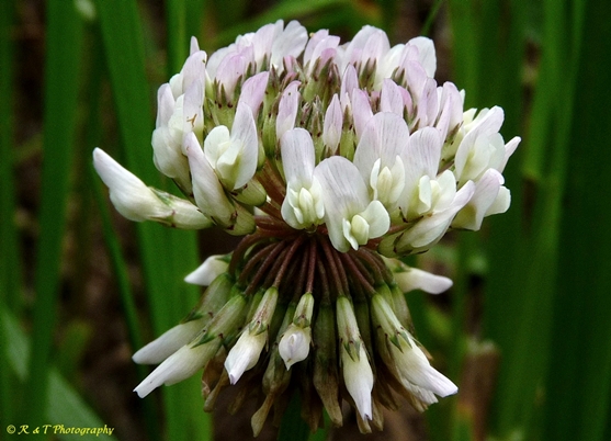 {Trifolium repens}